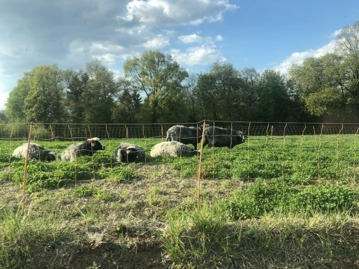 Sonnenhof Leilighet Limbach im Burgenland Eksteriør bilde