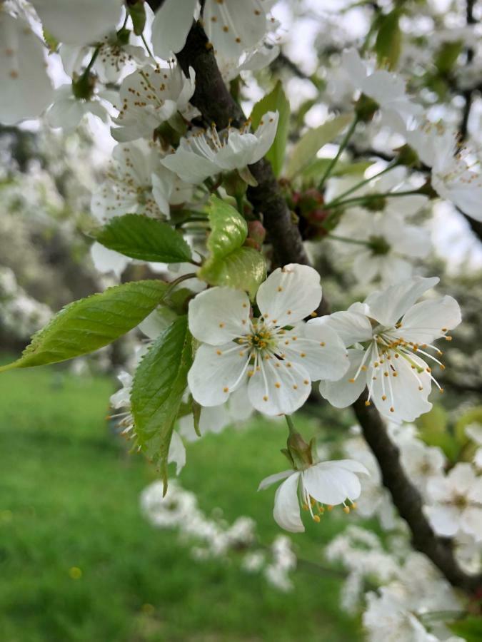 Sonnenhof Leilighet Limbach im Burgenland Eksteriør bilde