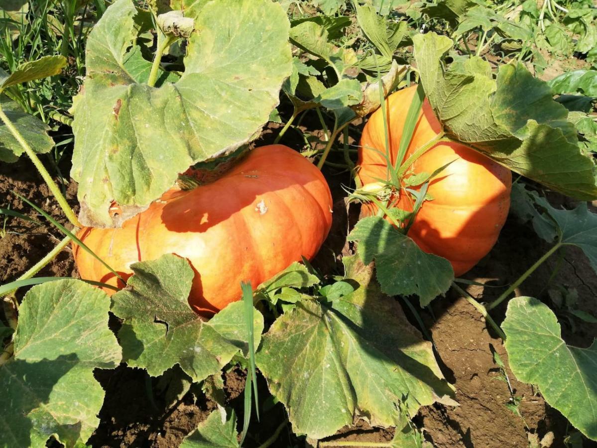 Sonnenhof Leilighet Limbach im Burgenland Eksteriør bilde